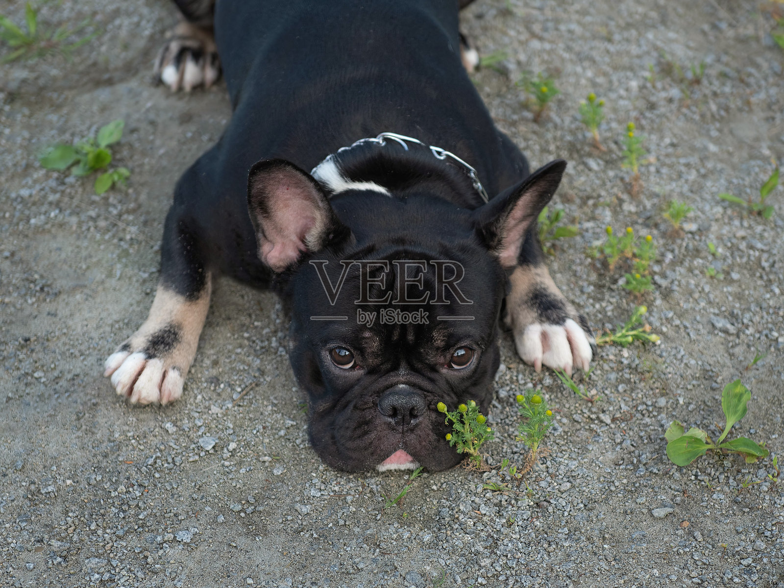 一只黑白相间的年轻斗牛犬戴着结实的、严厉的项圈走在公园小径上，它感到疲倦，便躺下休息。照片摄影图片