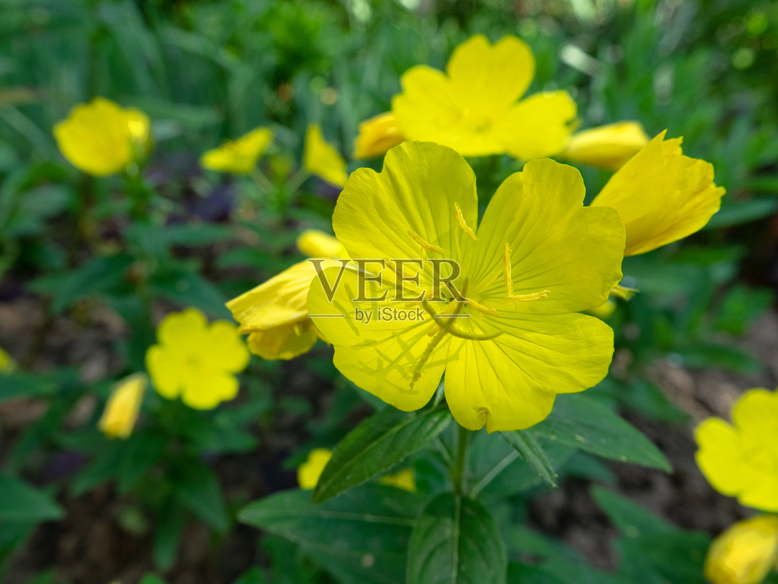 欧车菊，晚樱草（欧车菊属）照片摄影图片
