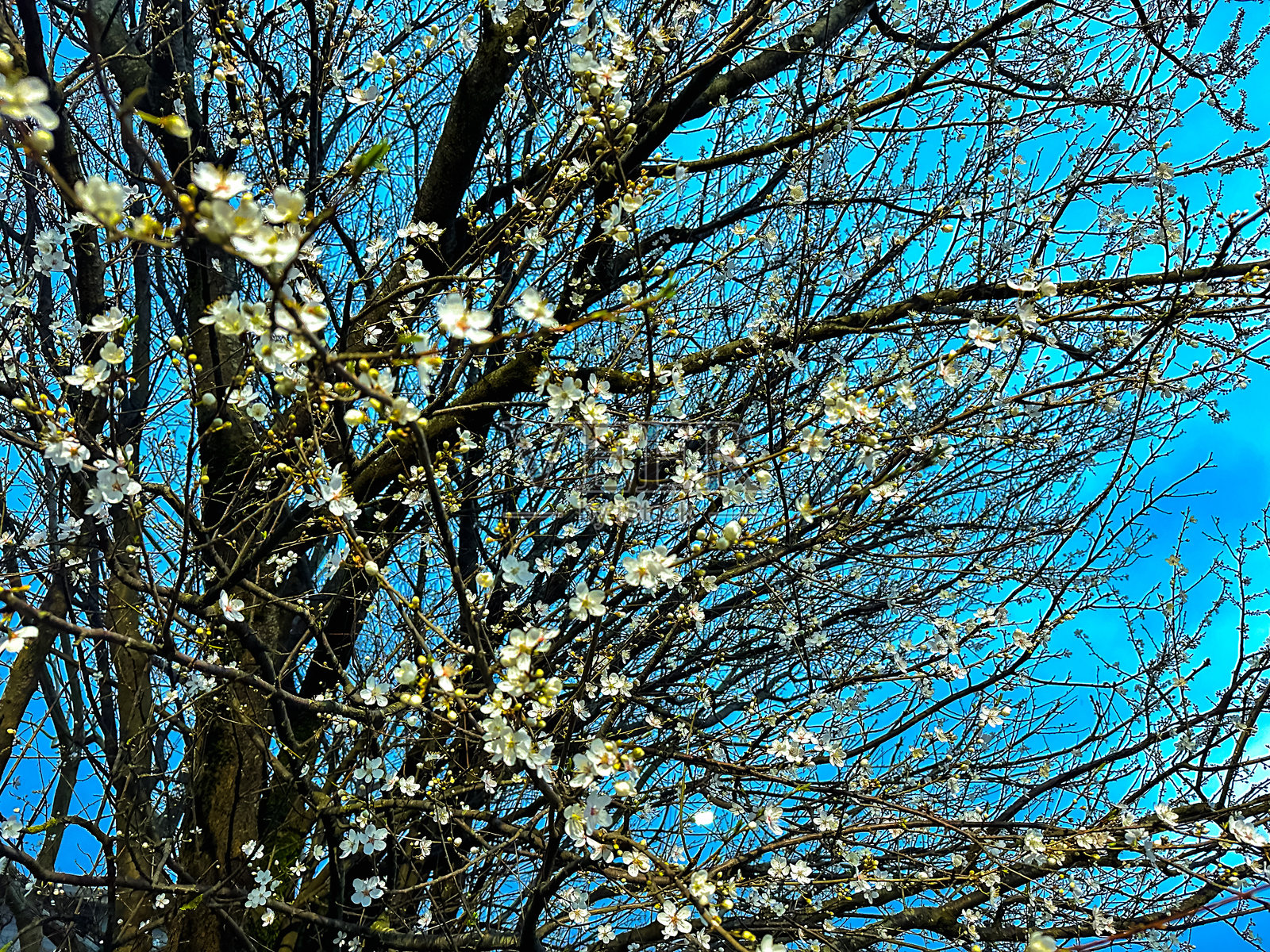 洁白的花朵绽放在蓝天下的树枝上照片摄影图片