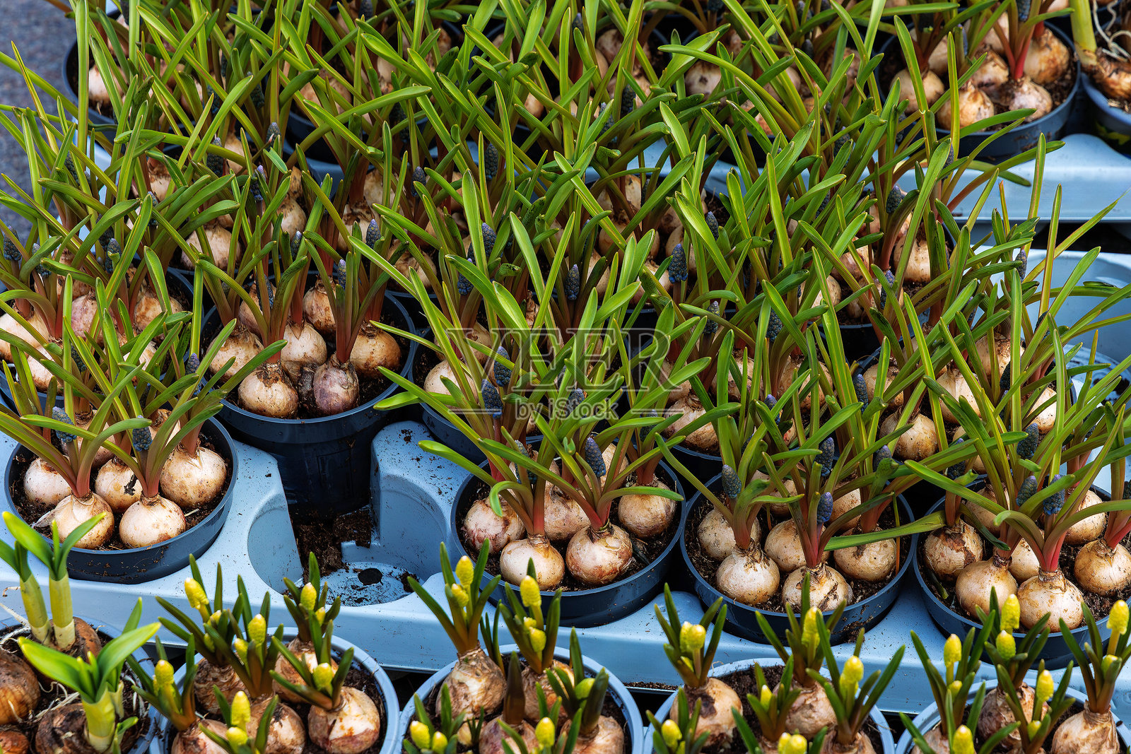 盆栽春水仙花球的特写，土壤中长出浓密的绿色嫩芽，摆放在塑料育苗盘中待售。照片摄影图片