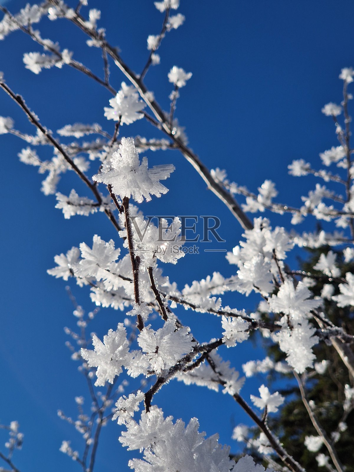 冬季照片摄影图片