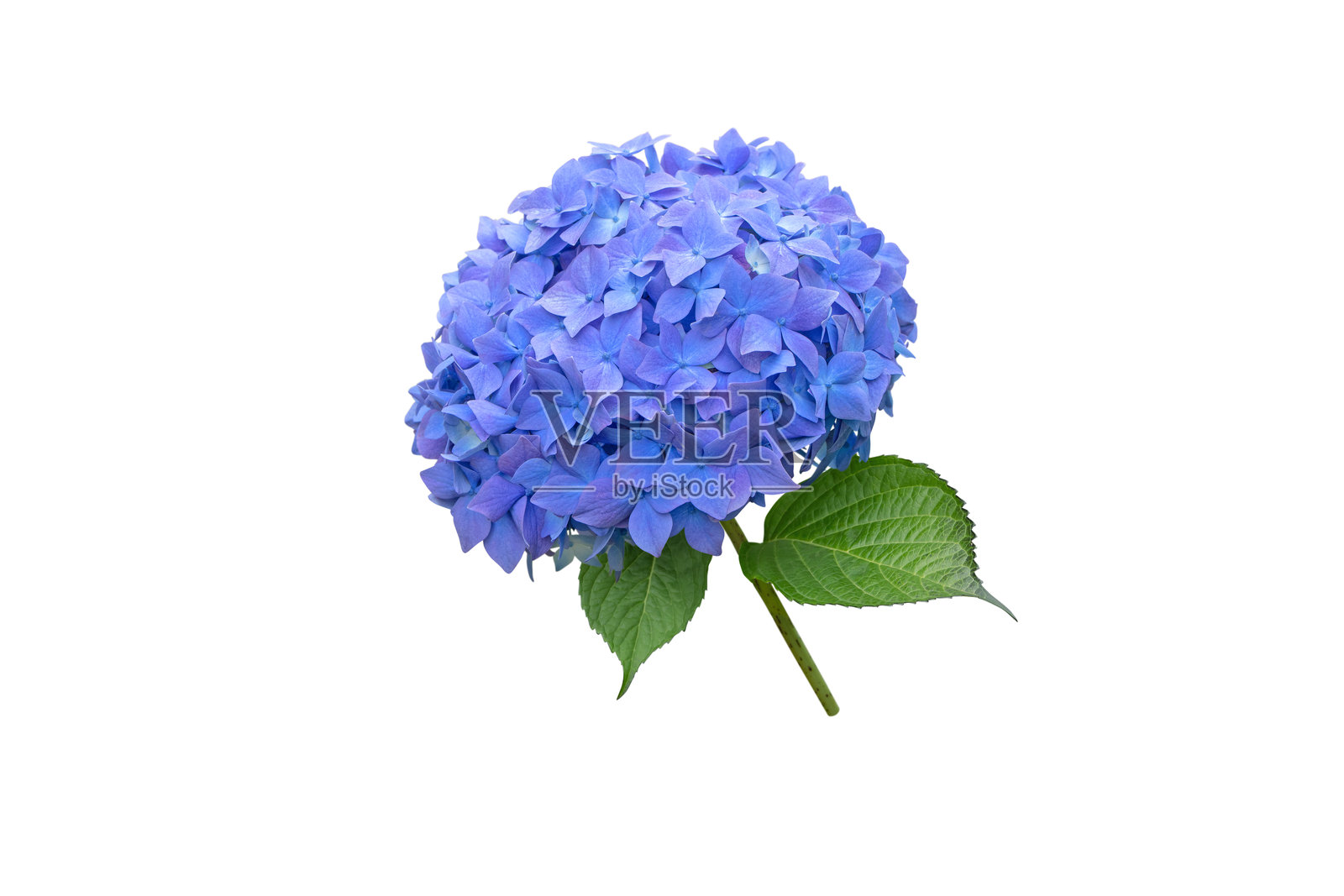 蓝色的绣球花花序，孤立在白色背景上。绣球花。八仙花。照片摄影图片