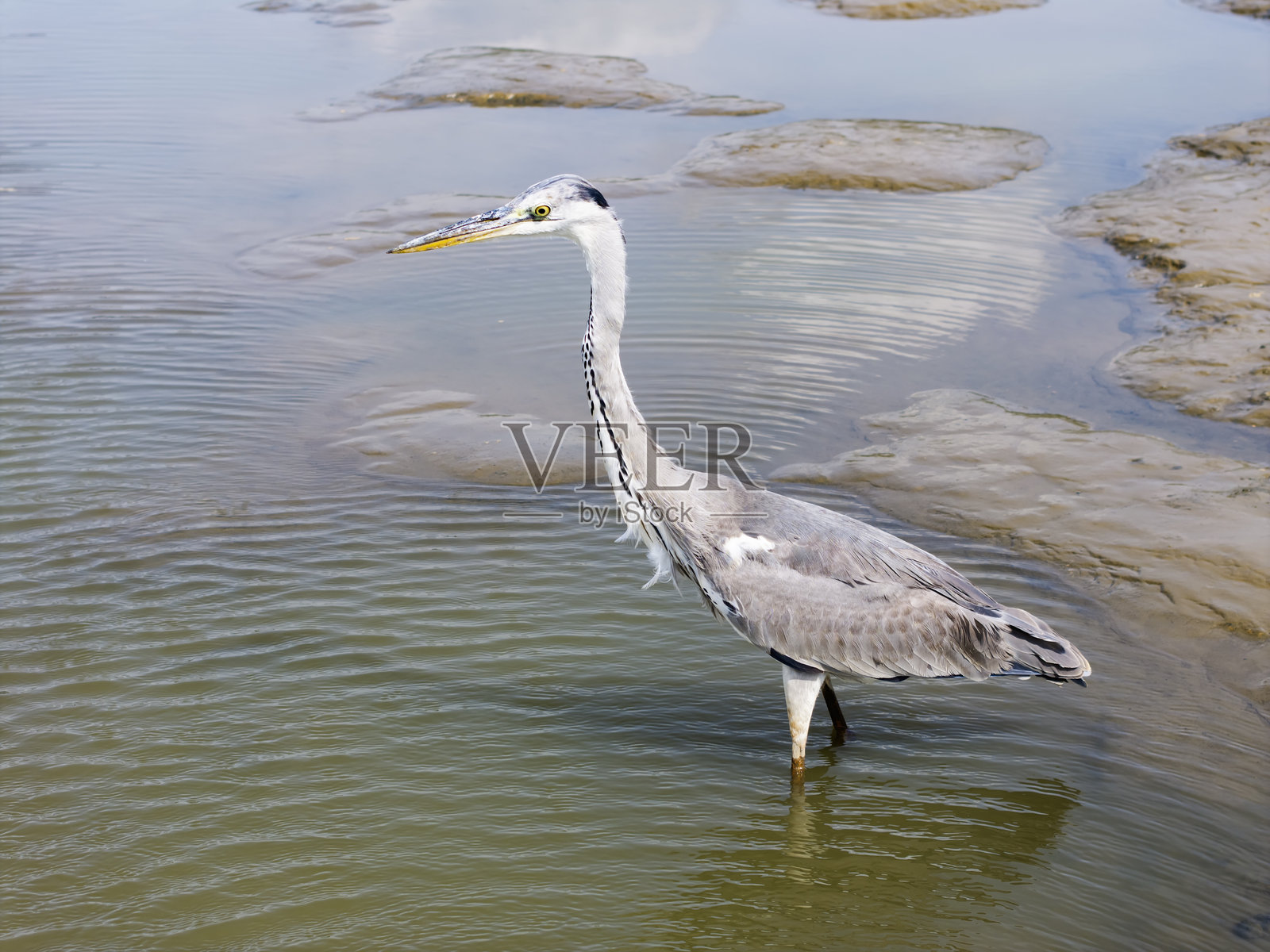 飞翔的灰鹭肖像照片摄影图片