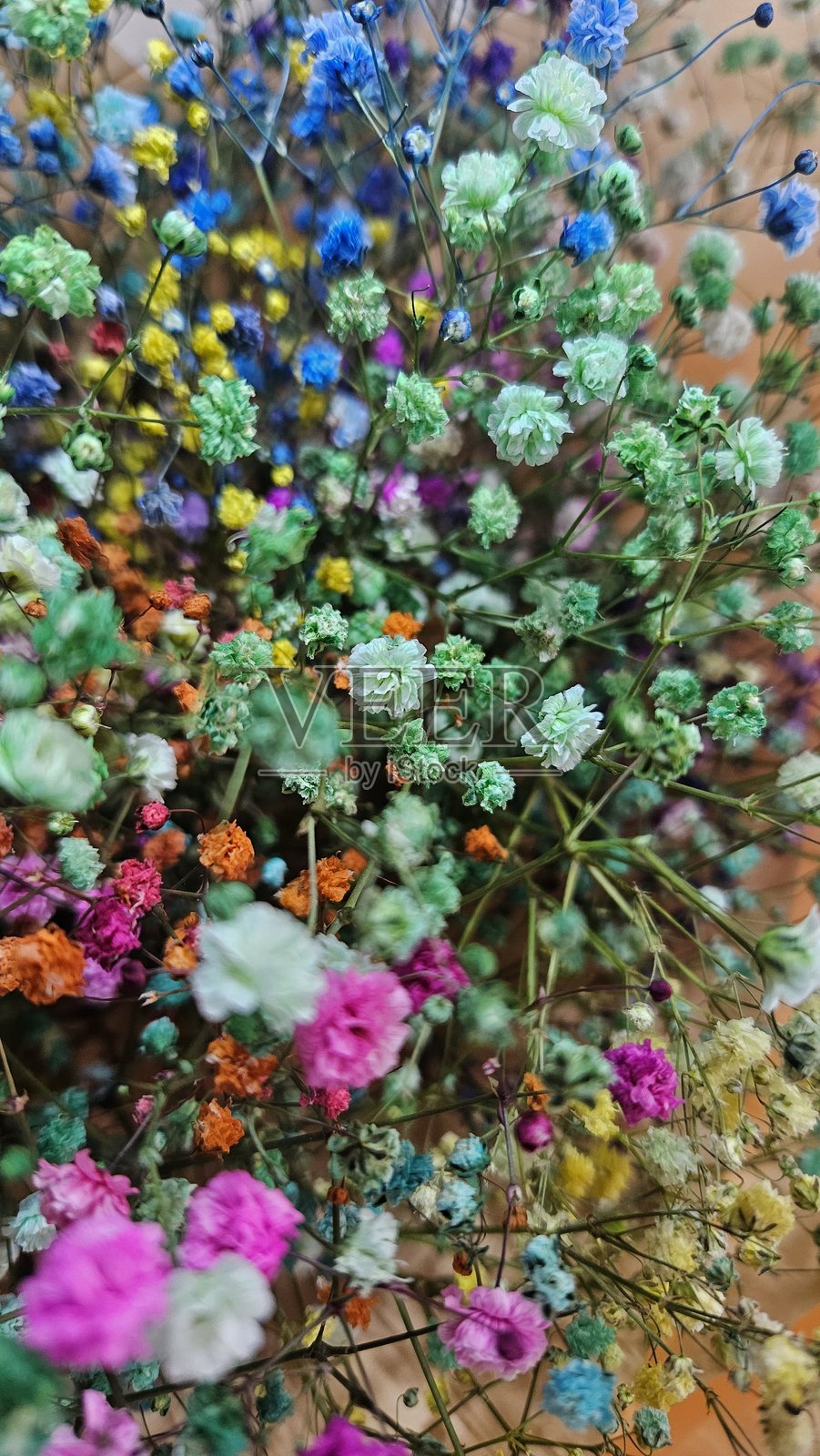 五彩满天星干花背景照片摄影图片