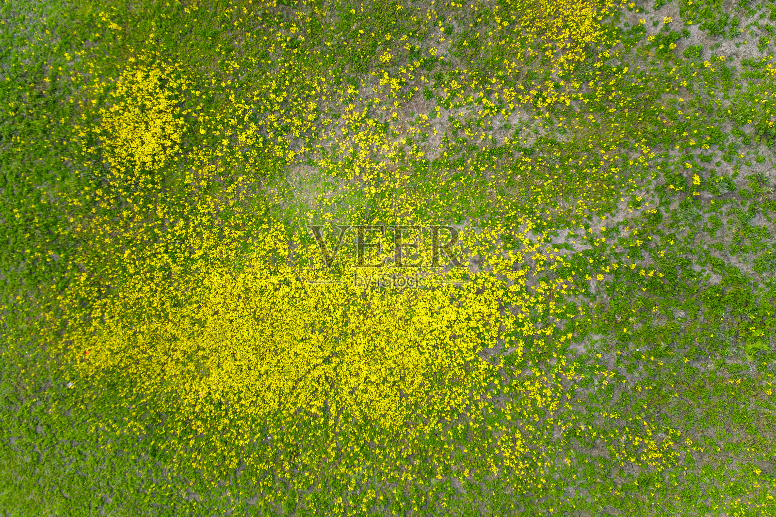 俯视视角下的开满鲜花的草甸景观照片摄影图片