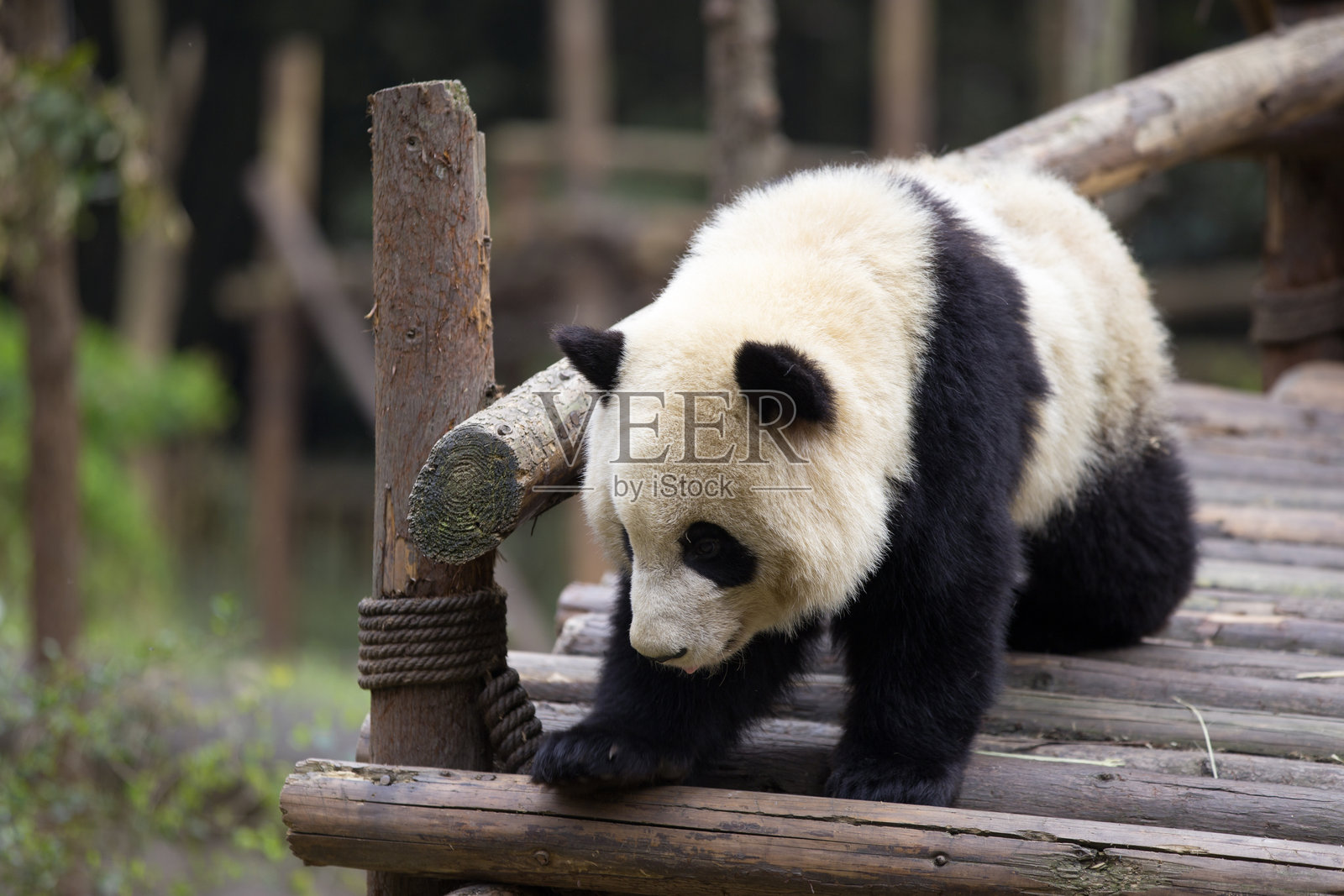 大熊猫在木质栈道上低头行走姿态自然照片摄影图片