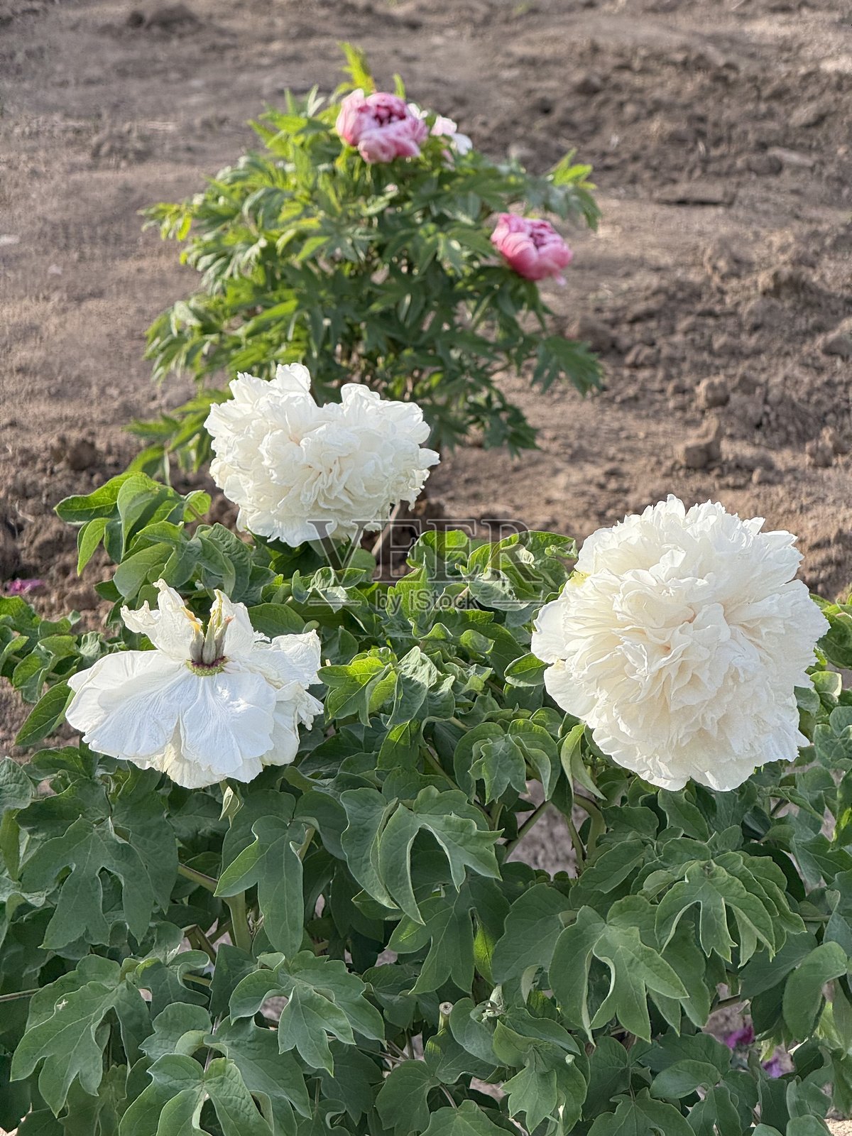 牡丹，芍药科，中国洛阳，亚洲。中国的国花。照片摄影图片