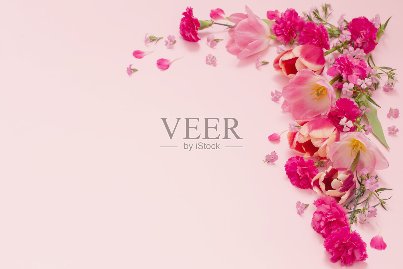 粉色背景上的美丽春花照片摄影图片