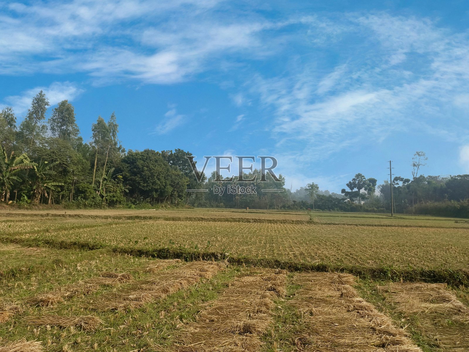 绿色乡村田野风光照片摄影图片