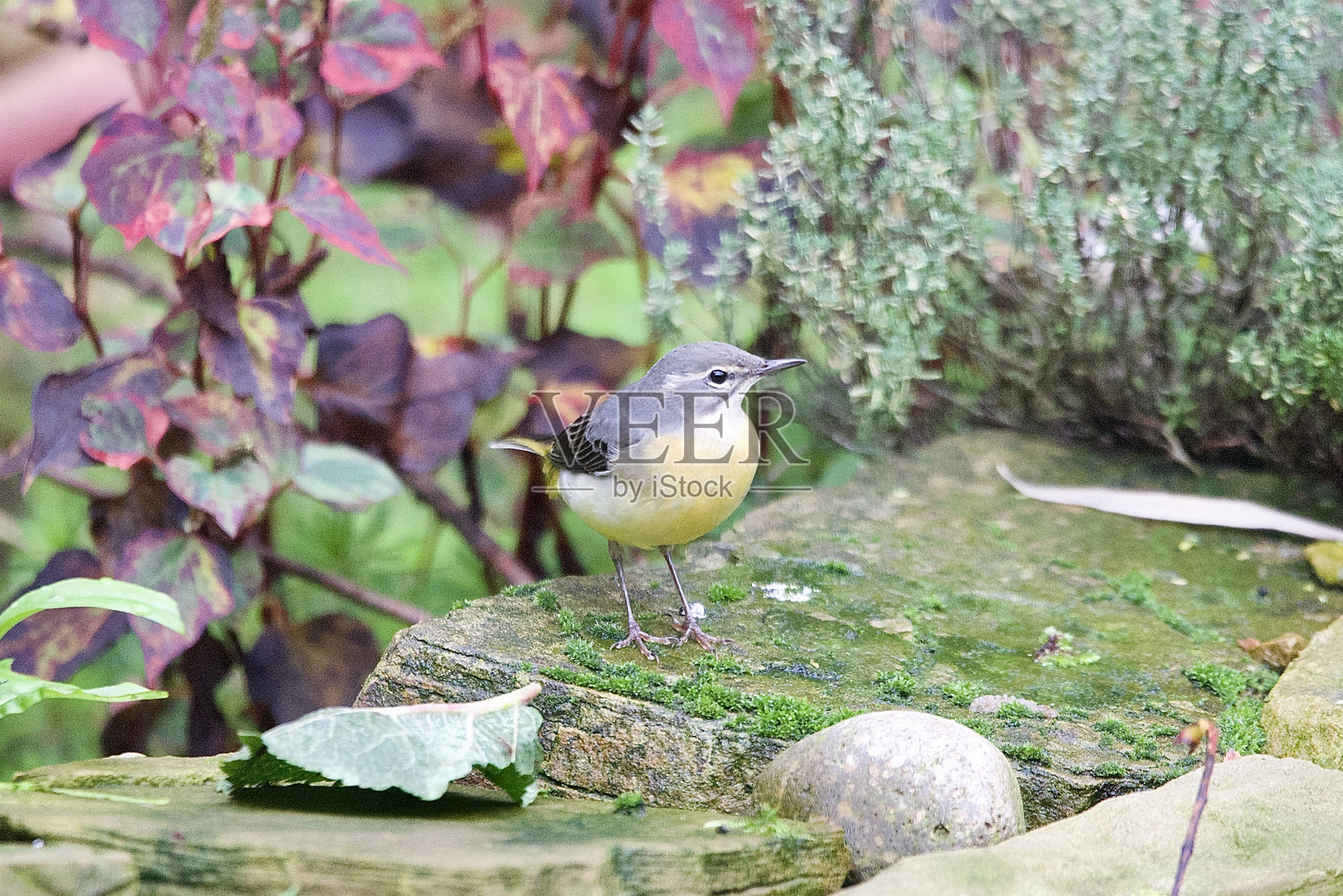 栖息在石雕上的灰鹡鸰照片摄影图片