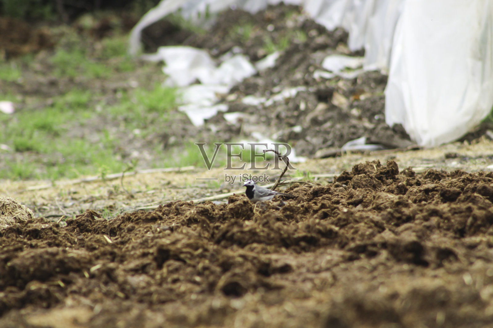 白鹡鸰（Motacilla alba）在村庄的粪便中徘徊。花园里的鸟。照片摄影图片