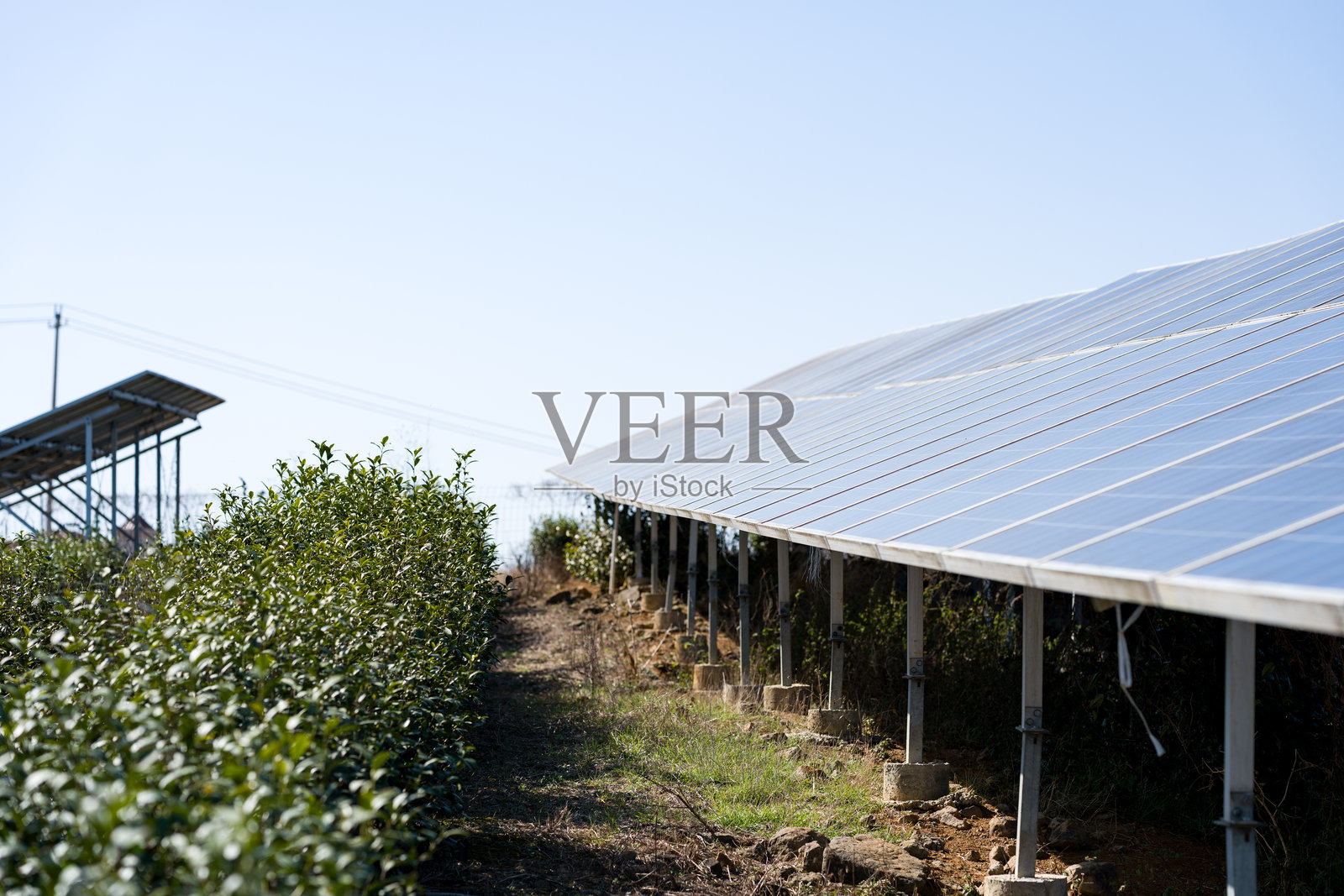 茶园间架设光伏板发电设施照片摄影图片