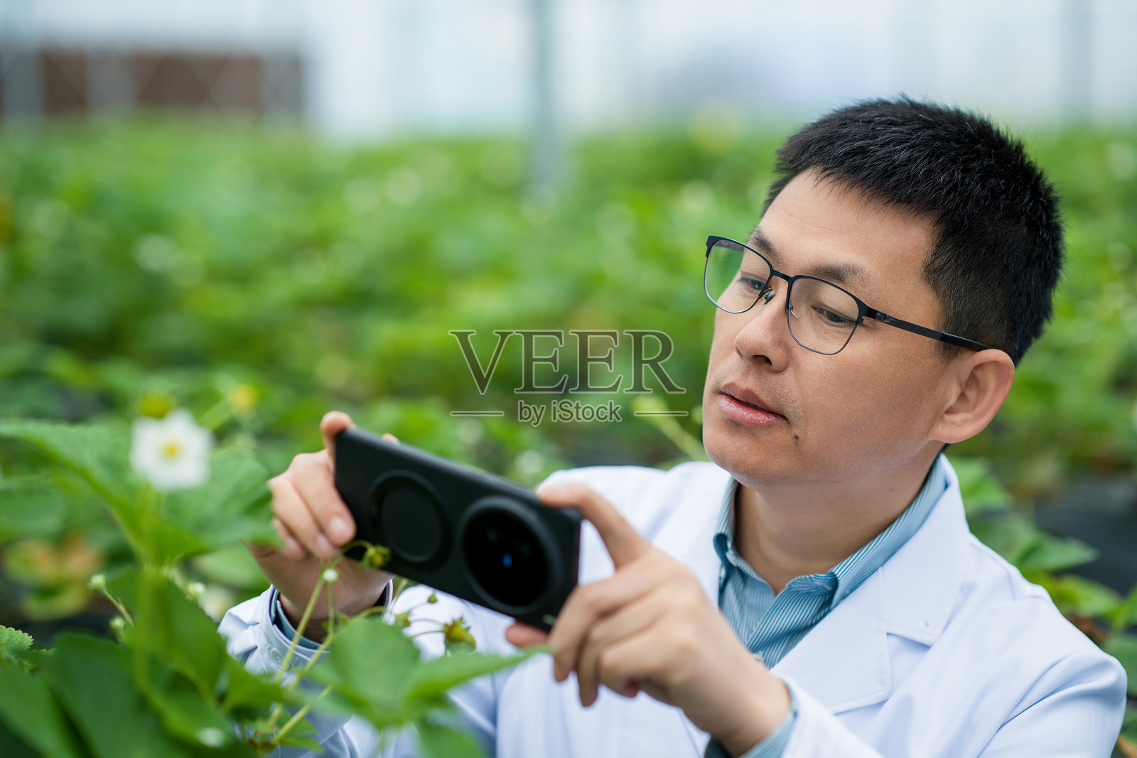科研人员温室用手机拍摄草莓植株照片摄影图片