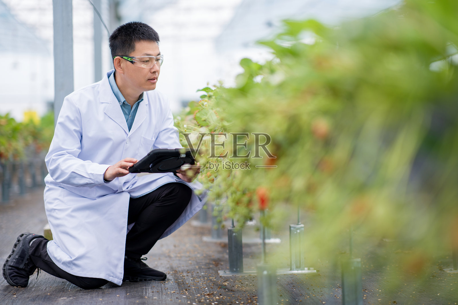 科研人员温室蹲姿检测草莓植株照片摄影图片