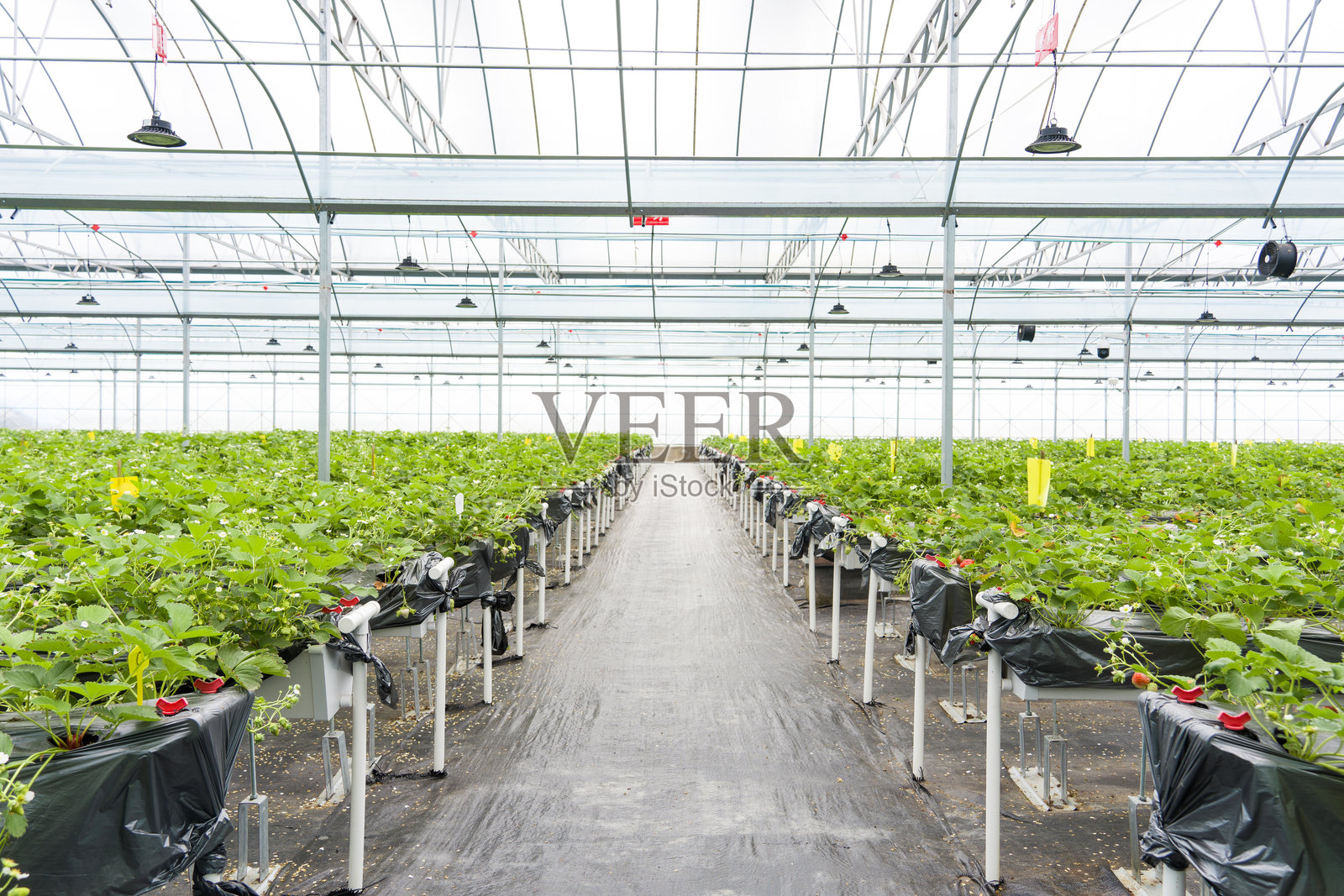 温室草莓无土栽培整齐排列种植场景照片摄影图片