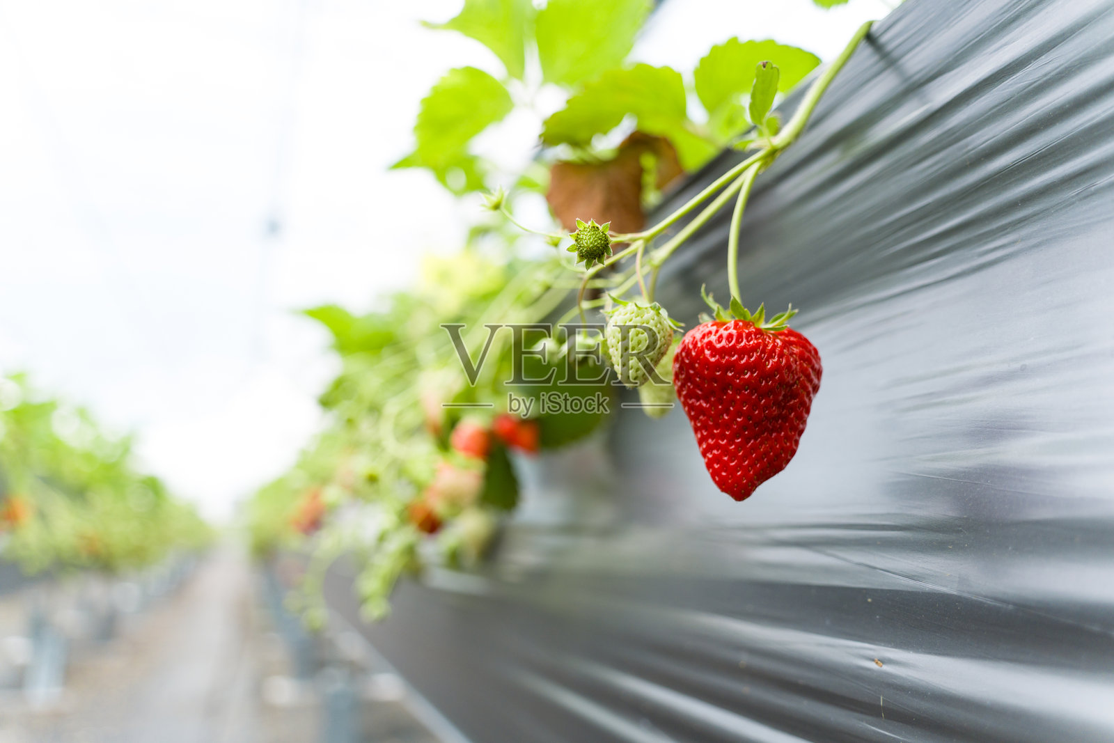 温室高架栽培鲜红成熟草莓特写照片摄影图片