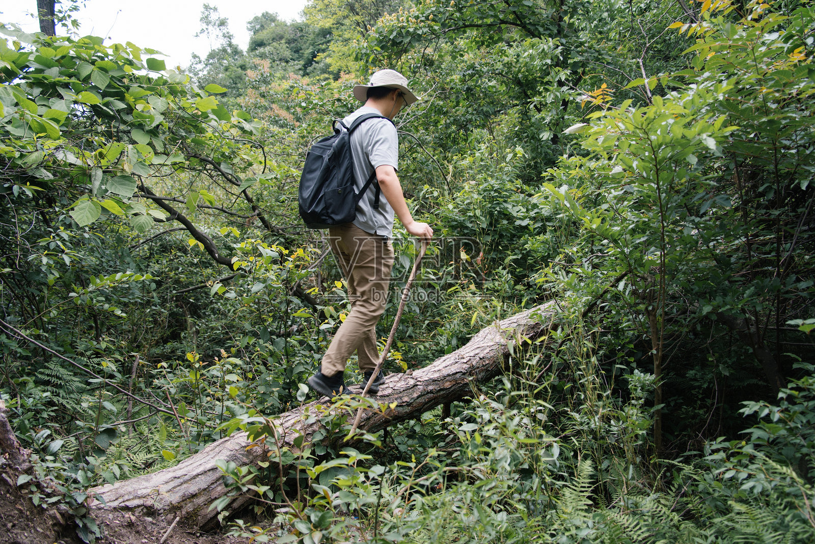 男子徒步穿越森林树干照片摄影图片