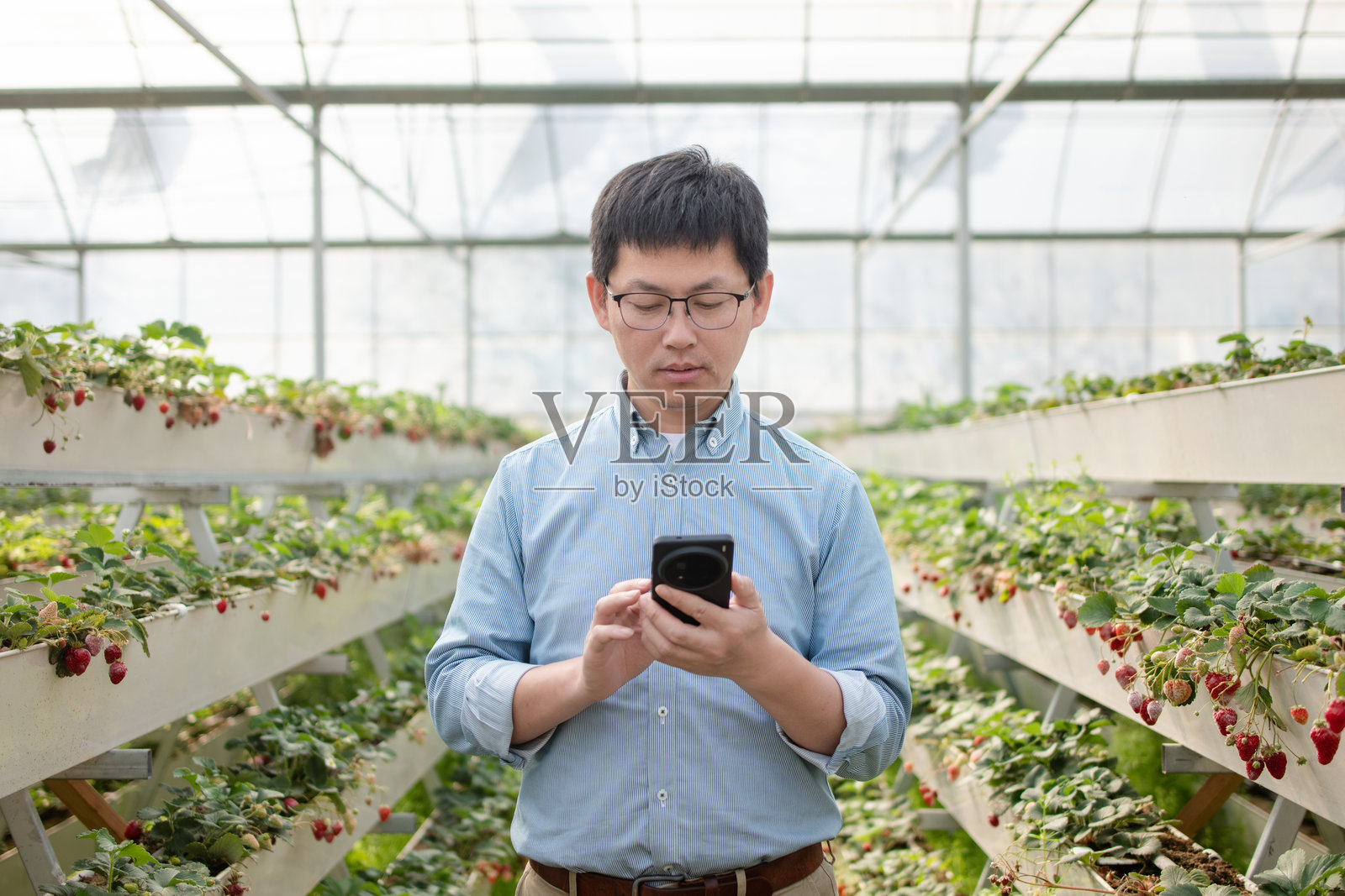 男性技术员在温室查看手机照片摄影图片