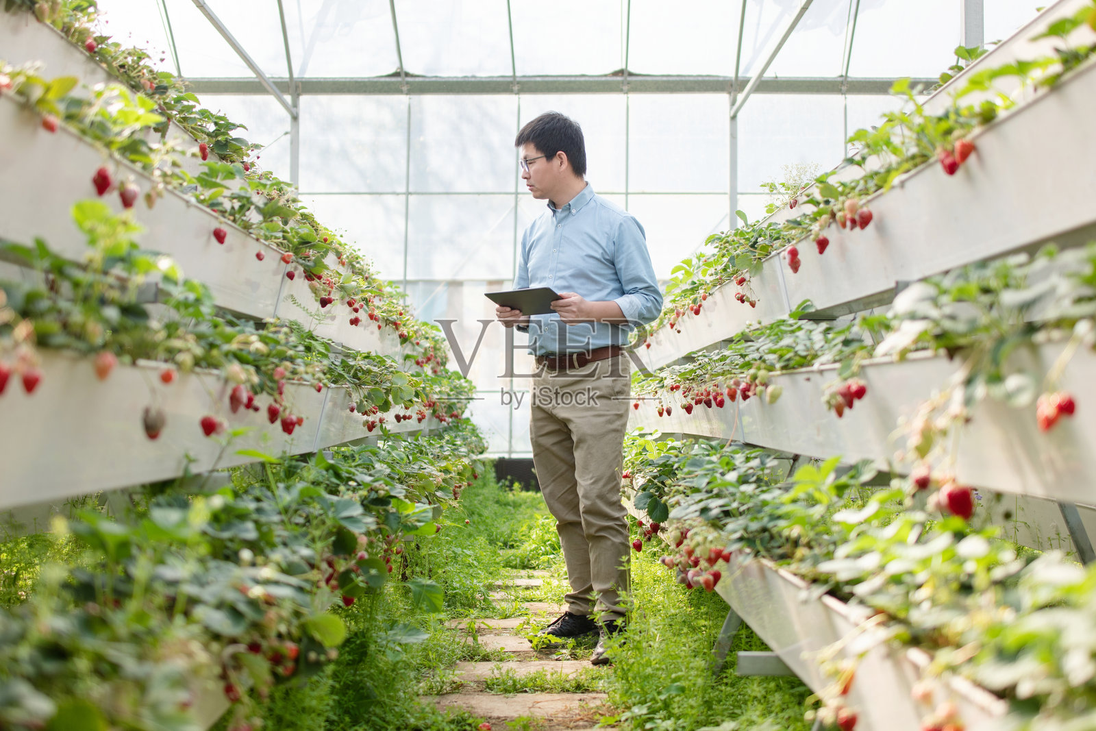 温室中男子查看草莓生长照片摄影图片