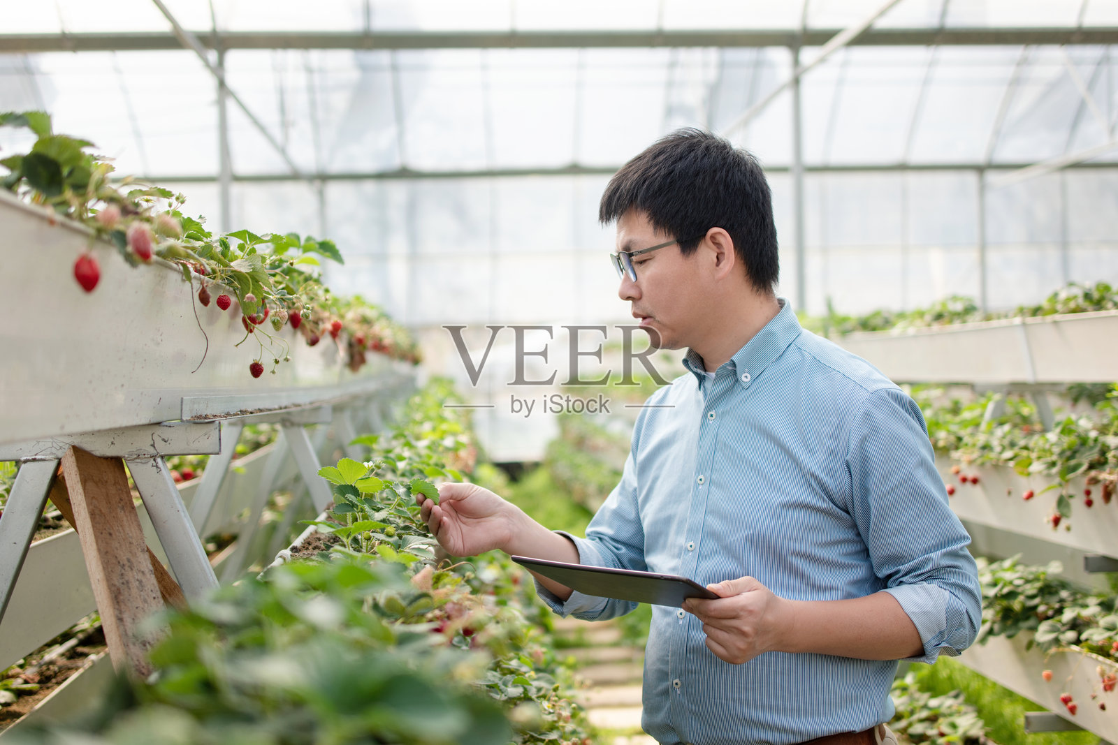男子在草莓大棚用平板检查植株照片摄影图片
