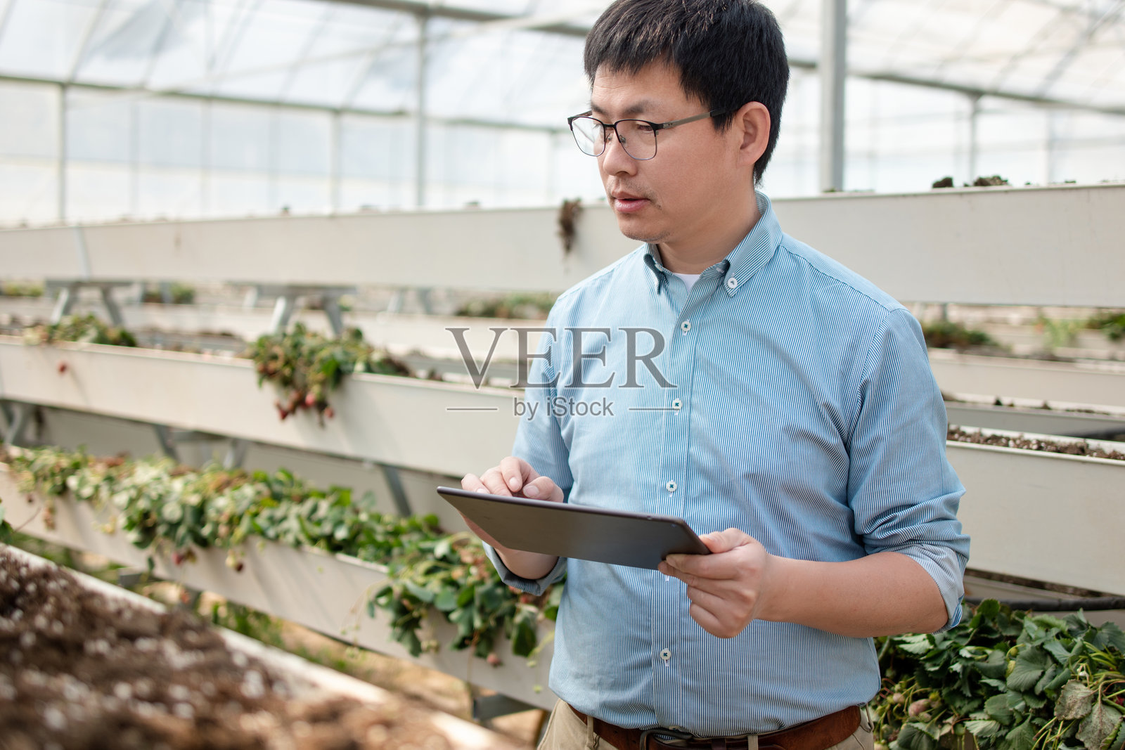 温室男子持平板记录农事照片摄影图片