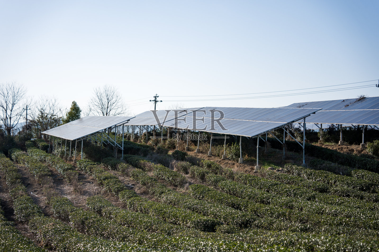 茶园坡地上排列的太阳能光伏板阵列照片摄影图片