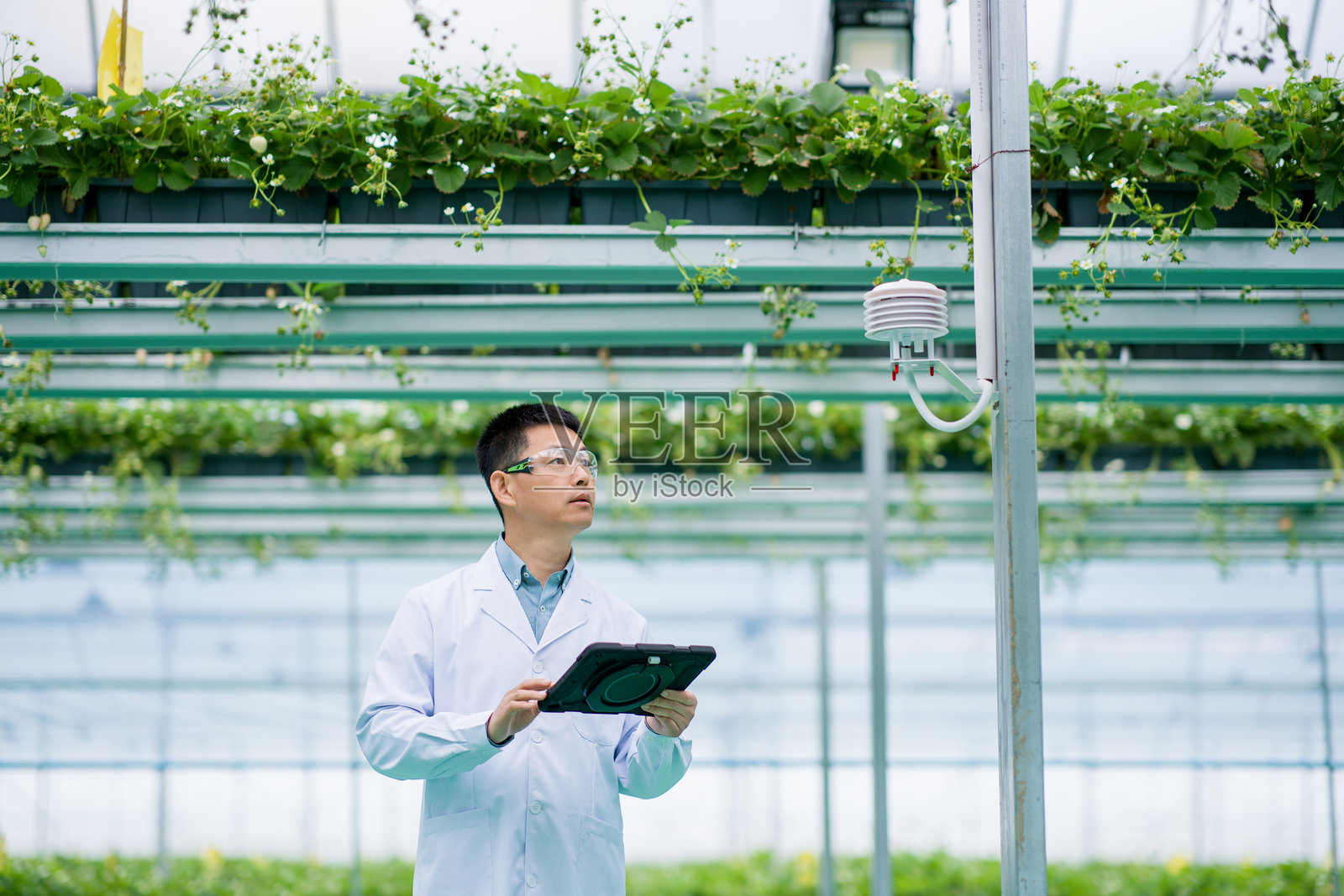 科研人员温室中手持平板监测草莓种植照片摄影图片