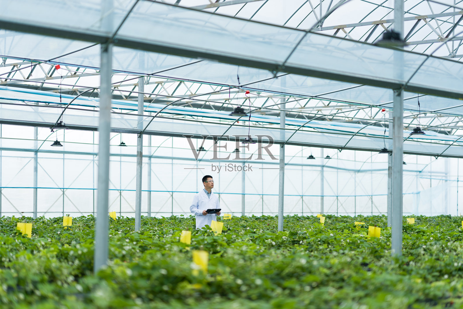 温室中科研人员手持平板巡查草莓种植照片摄影图片