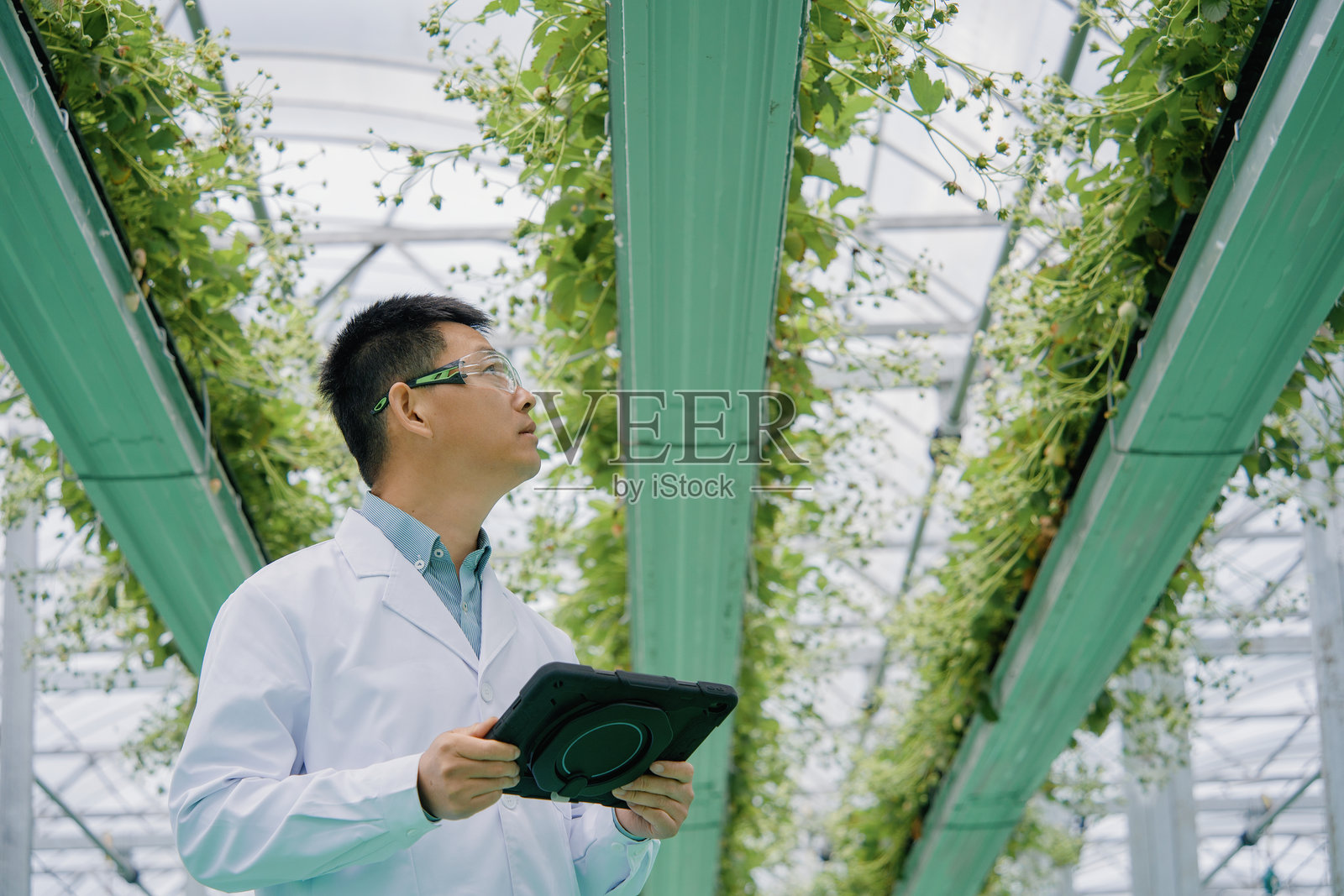 科研人员温室中用平板检测植物生长照片摄影图片