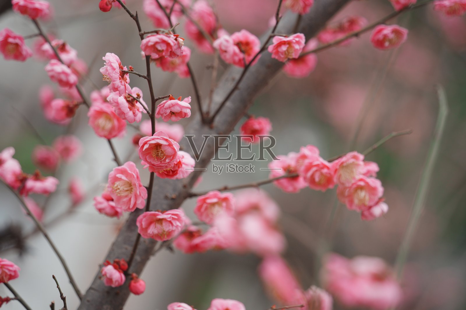 粉红梅花枝头绽放春意盎然景象照片摄影图片