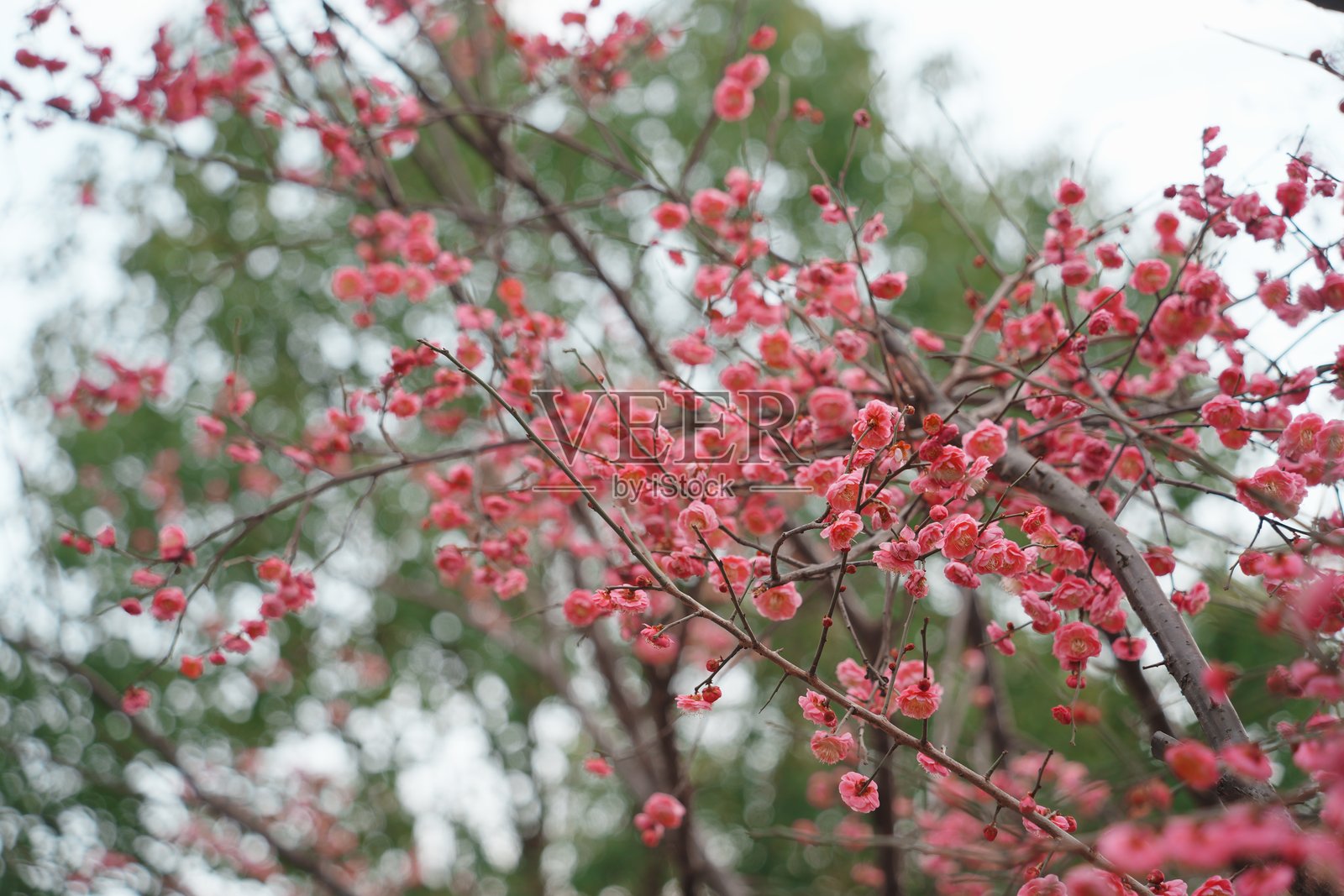 红梅绽放枝头春意盎然特写照片摄影图片