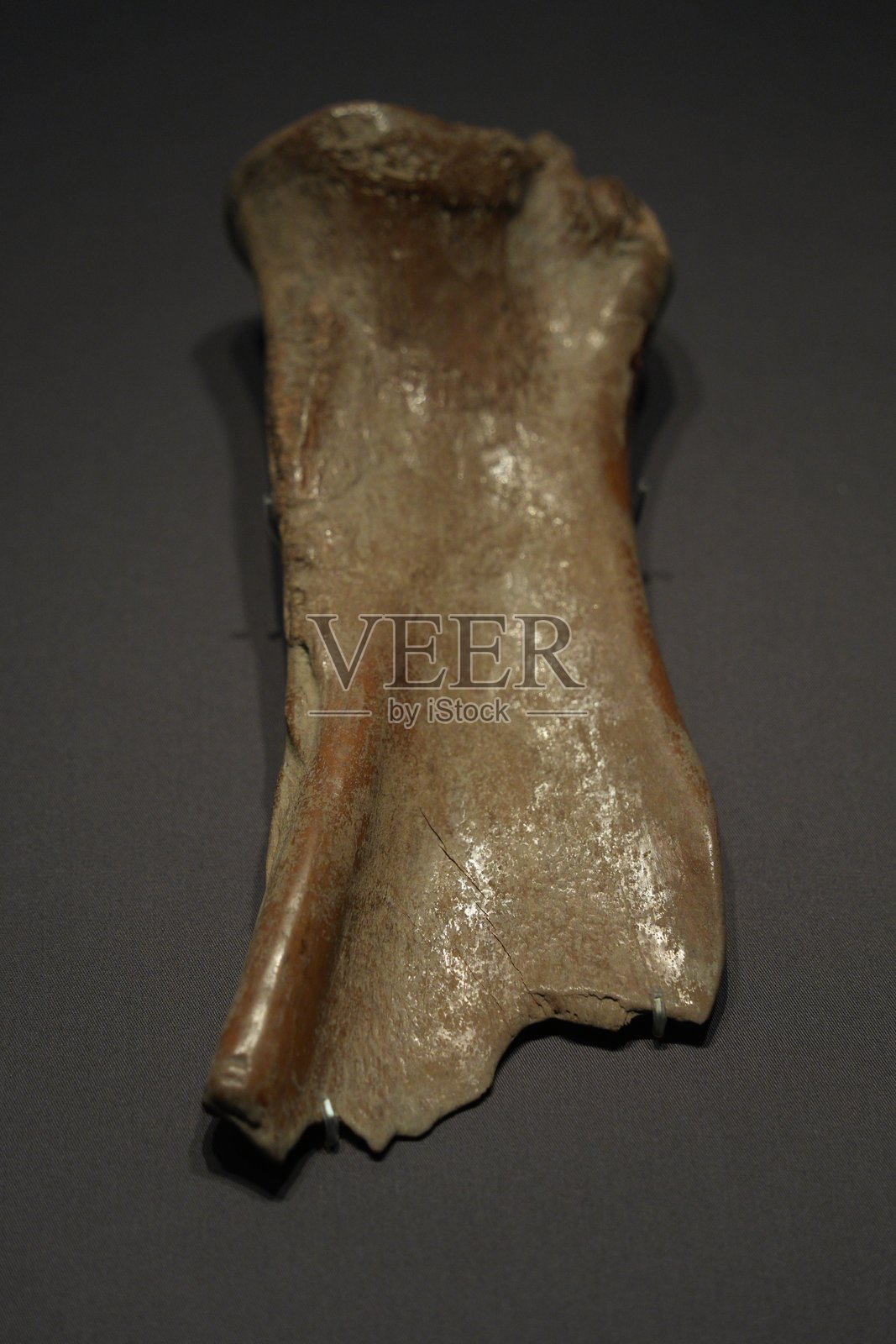 古生物化石股骨残片特写展示照片摄影图片