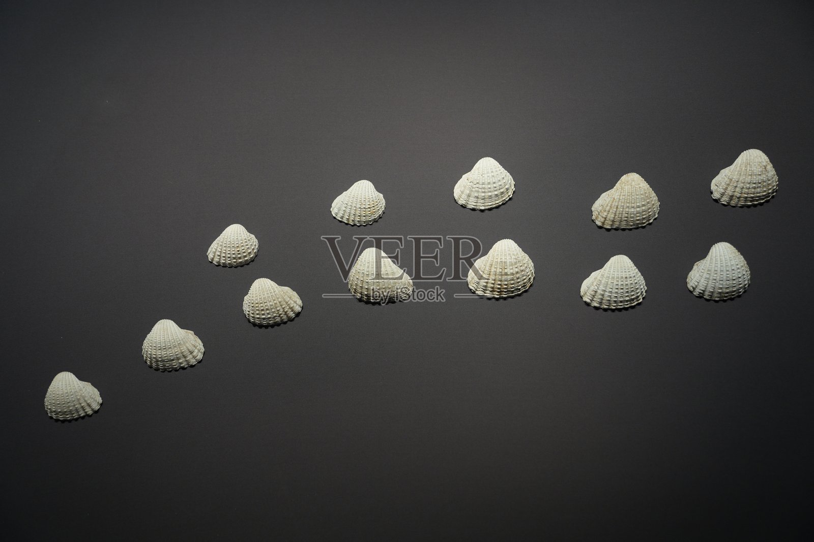 白色贝壳排列于深色背景上照片摄影图片