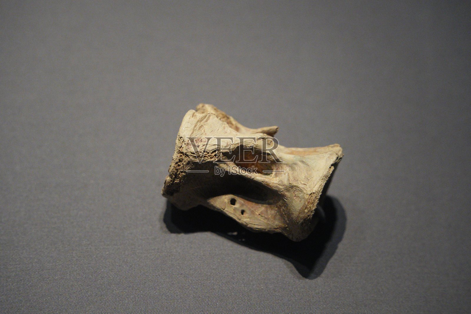 古生物化石椎骨残片特写展示照片摄影图片