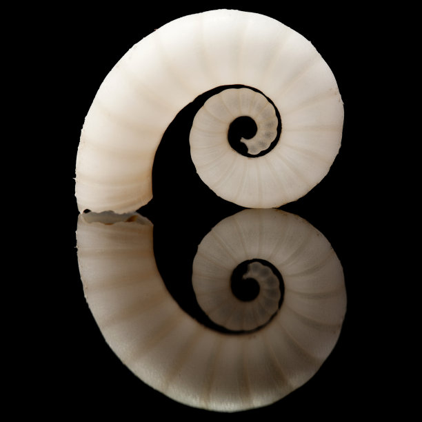 Spirula壳图片下载