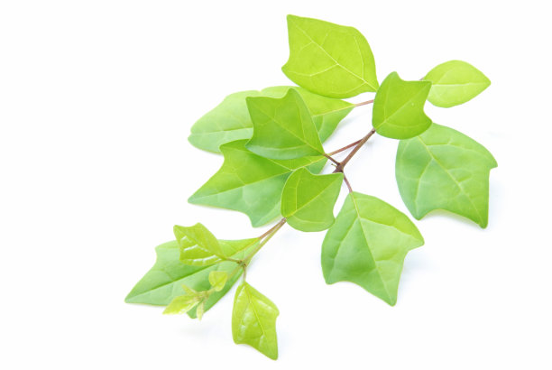 绿叶孤立在白色背景上图片下载