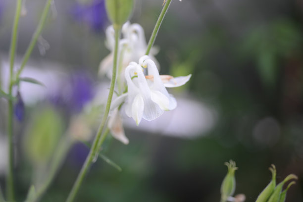 知道吗?e花图片下载