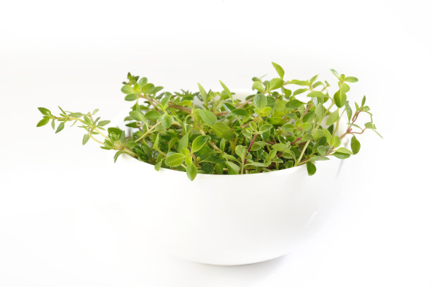 白碗里的百里香图片下载