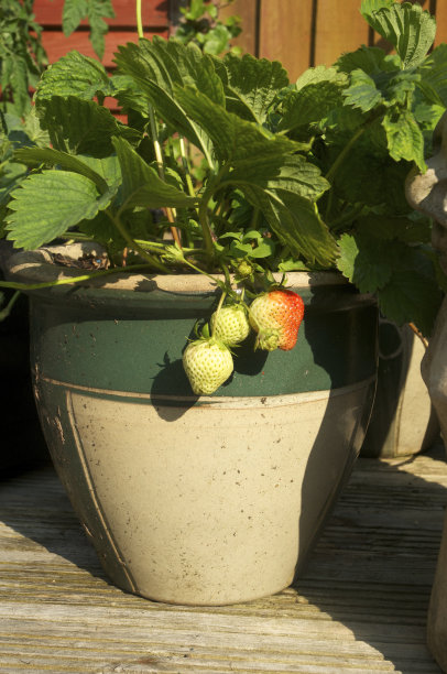 花盆里的草莓快熟了图片下载