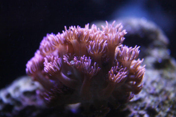 蓝色灯光下的珊瑚图片下载