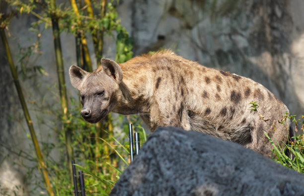 一只斑点鬣狗站立的特写照片图片下载