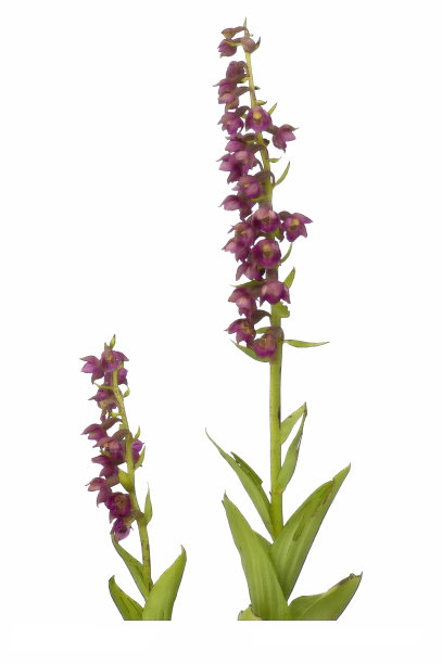 野生兰花的彩色铅笔图片图片下载