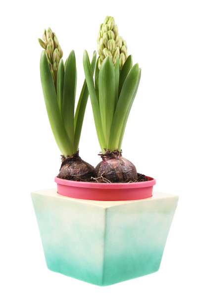 年轻的风信子图片下载