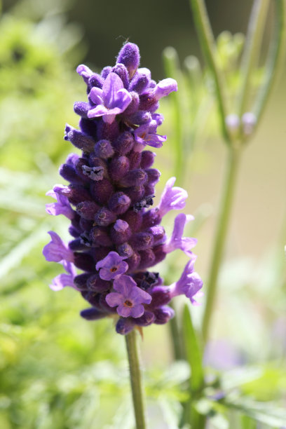 特写的紫色，紫罗兰花图片下载