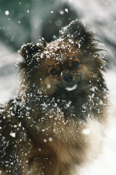 狗的特写肖像图片下载
