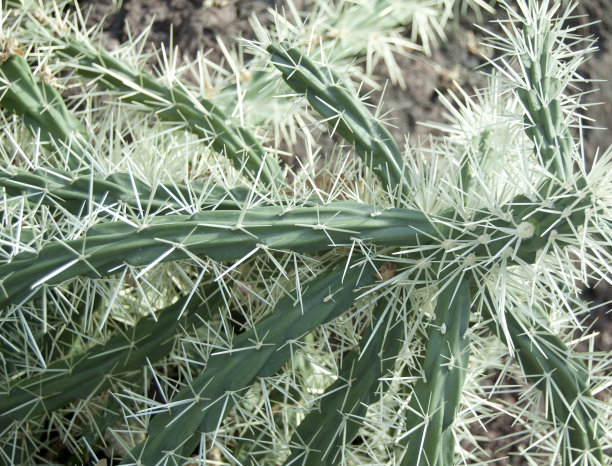 仙人掌图片下载