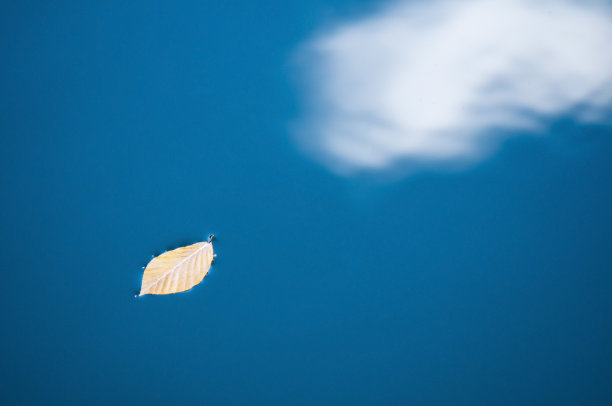 湖面上的树叶倒影图片下载