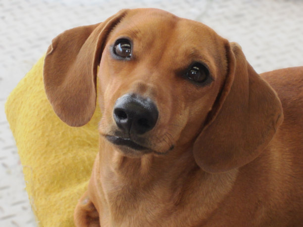 达克斯猎犬图片下载