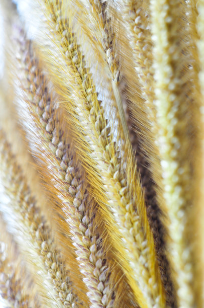 美丽的干草花图片下载