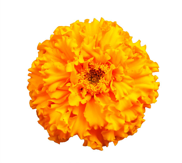 花番红花在白色图片下载